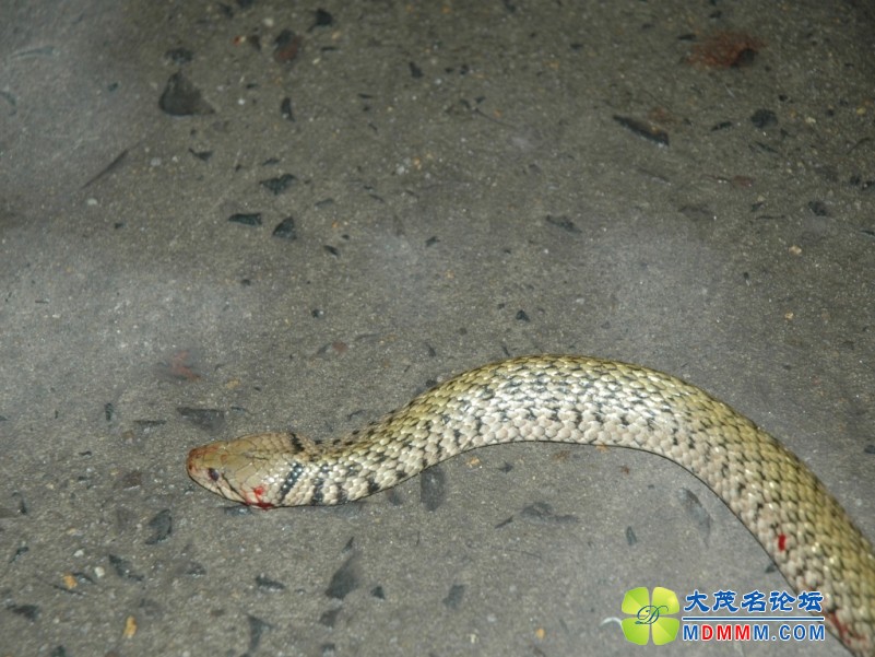 DSC_0600_conew1.JPG