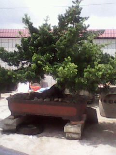 IMG0001A.jpg