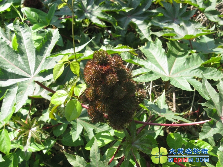 Ƭ 057.jpg