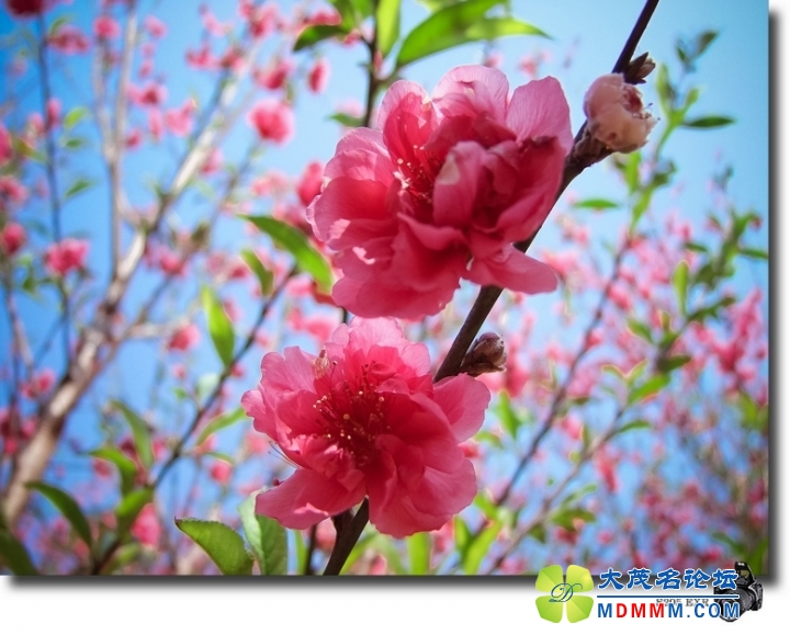 DSCF7115-1.jpg