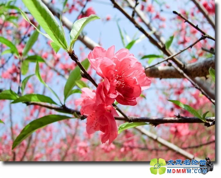 DSCF7151-1.jpg