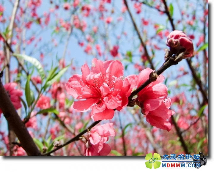 DSCF7164-1.jpg