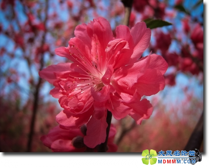 DSCF7470-1.jpg