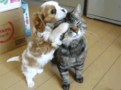 QQͼƬ20131208150816.gif