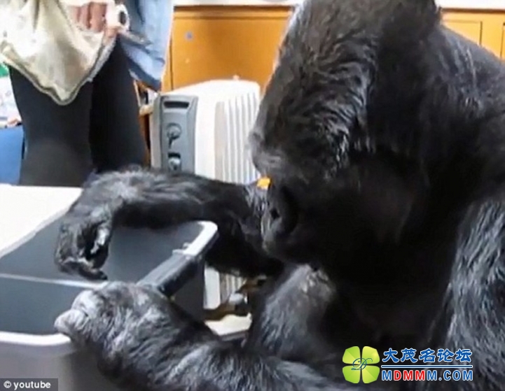 getimg.php?url=http%3A%2F%2Fimg5.cache.netease.com%2Fphoto%2F0025%2F2014-03-24%2F9O42OP7P5M6B0025.jpg
