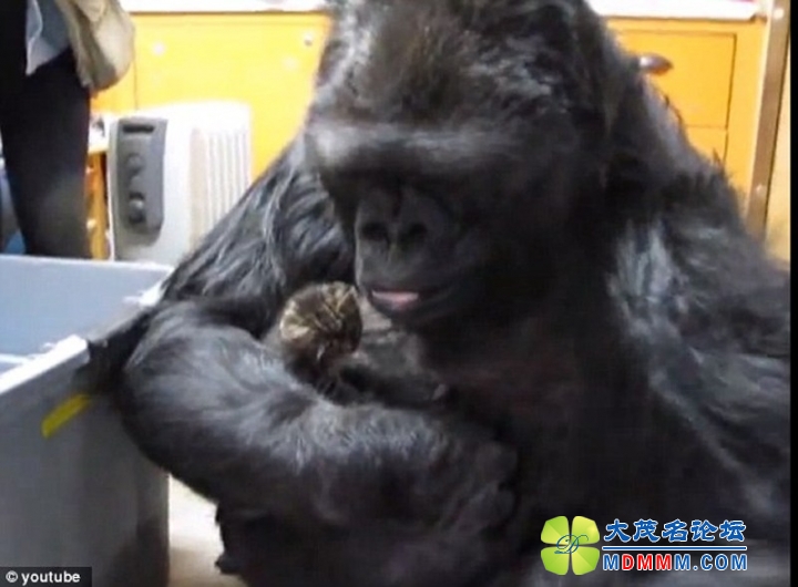 getimg.php?url=http%3A%2F%2Fimg4.cache.netease.com%2Fphoto%2F0025%2F2014-03-24%2F9O42OP3F5M6B0025.jpg