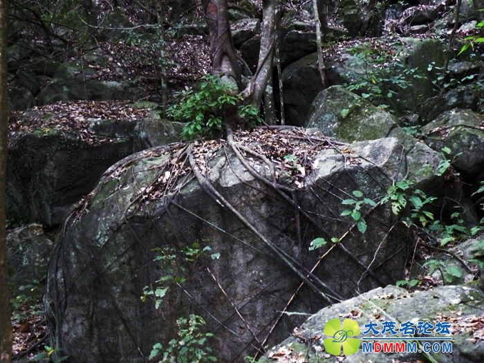 DSCF0617.JPG