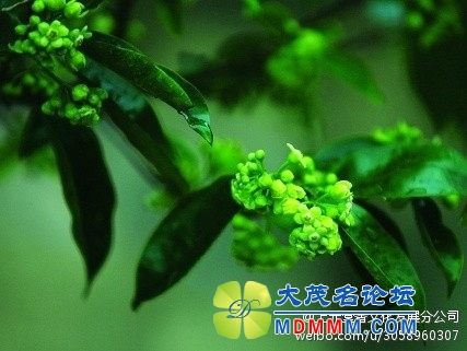 b65407b3gw1ei0qd1licij20bv08xwfl.jpg
