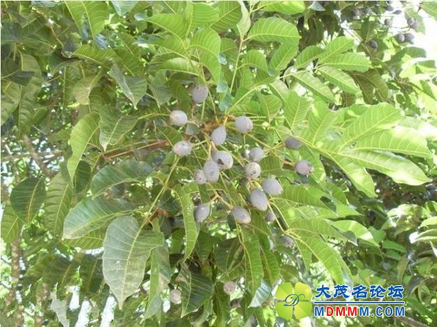 tlijiachengceo-1-.jpg