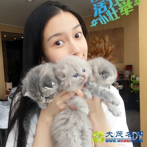 Angelababy